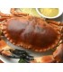Tourteau crabe entier