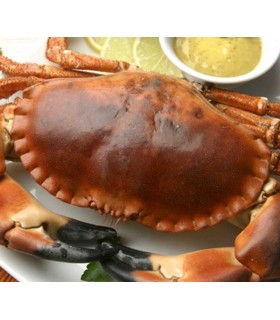 Tourteau crabe entier