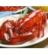 Homard entier