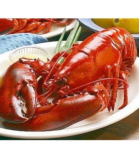 Homard entier